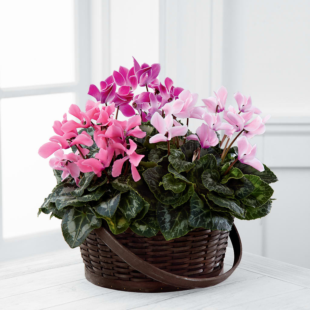 Mixed Cyclamen Planter – Jerome Florist, Bronx NY