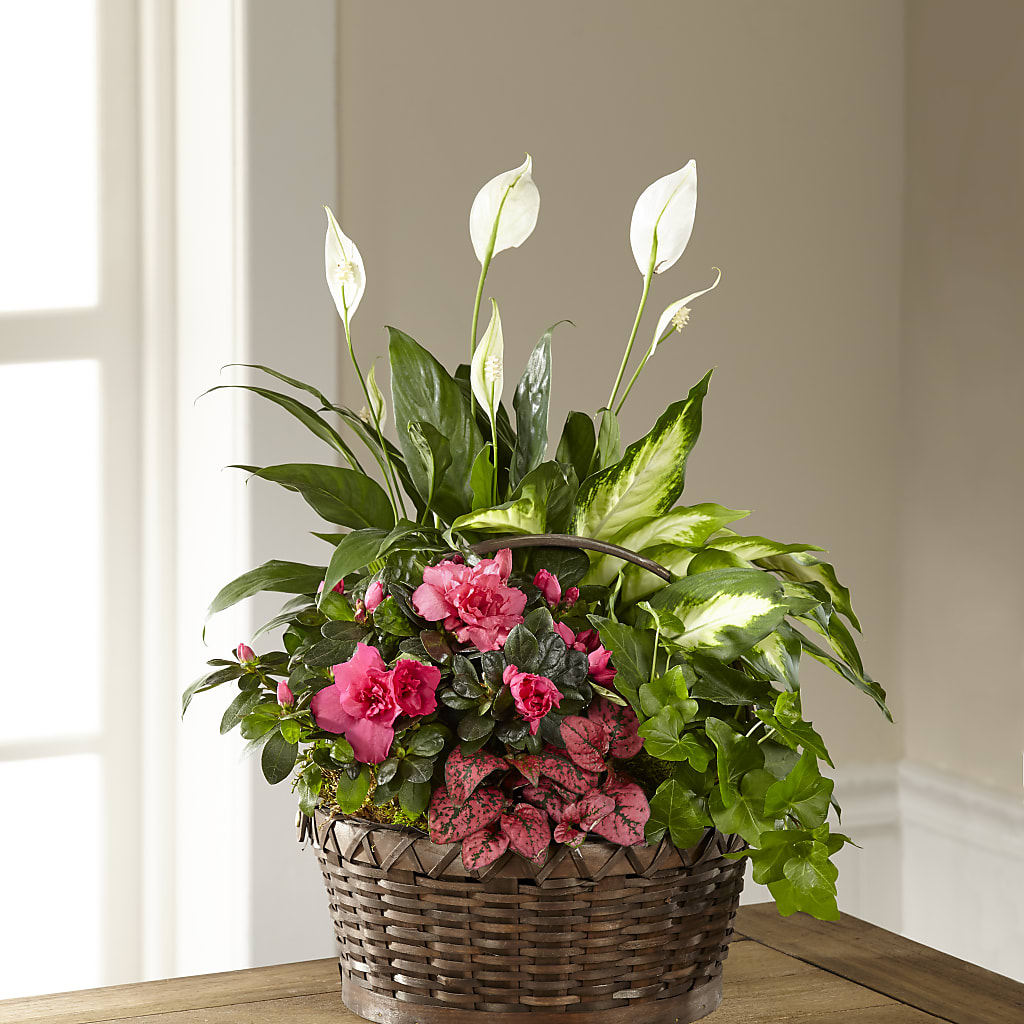 Dream in Pink Dishgarden – Jerome Florist, Bronx NY