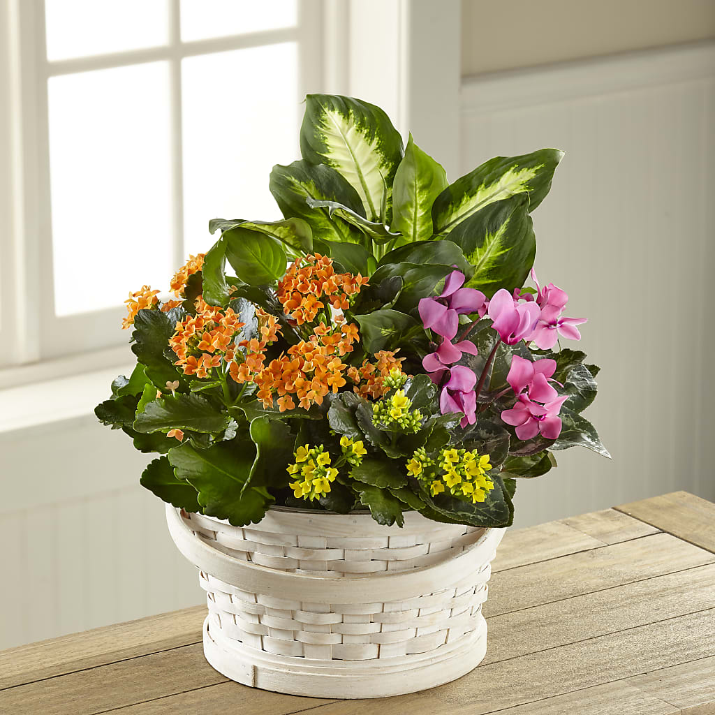 Color Crush Dishgarden – Jerome Florist, Bronx NY