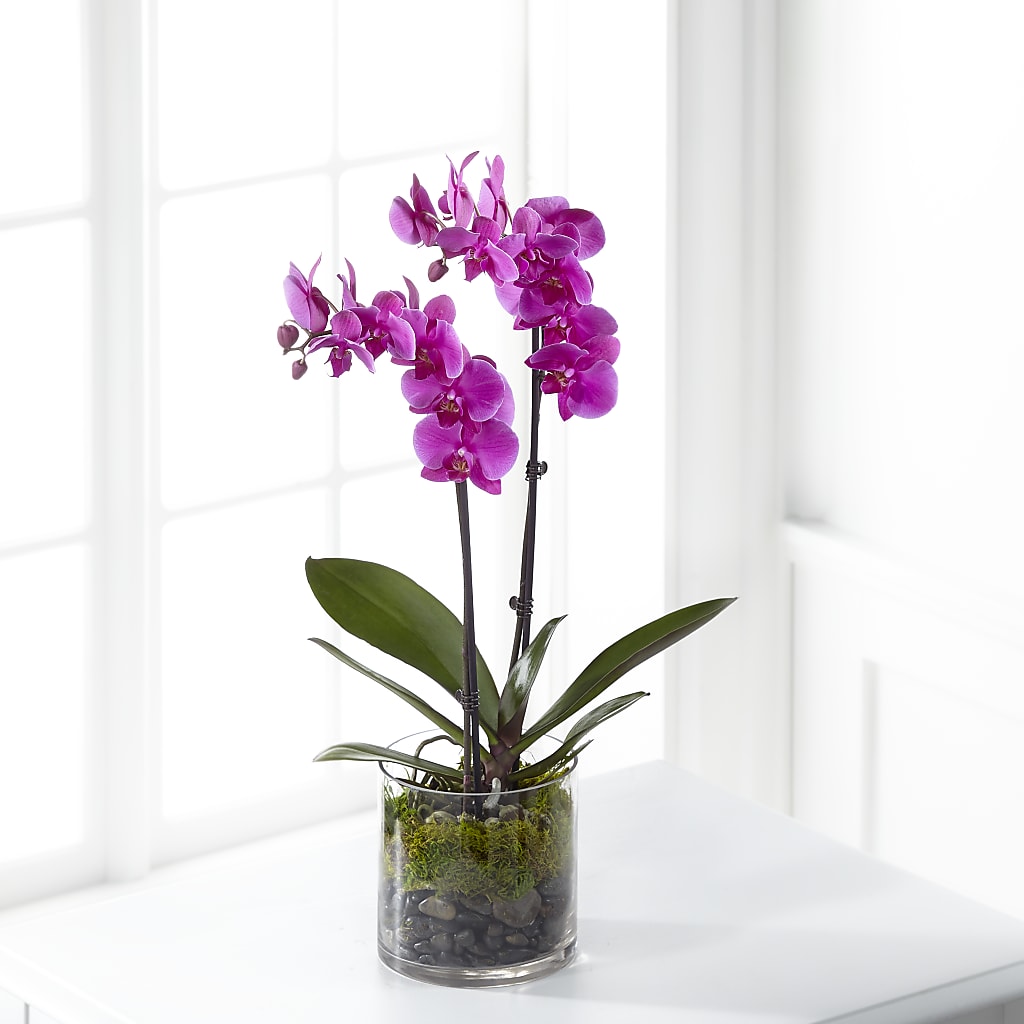 Pink Orchid Plant – Jerome Florist, Bronx NY