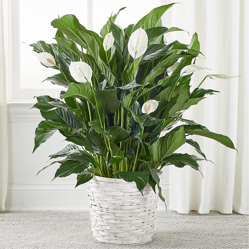 A New Leaf Peace Lily – Jerome Florist, Bronx NY