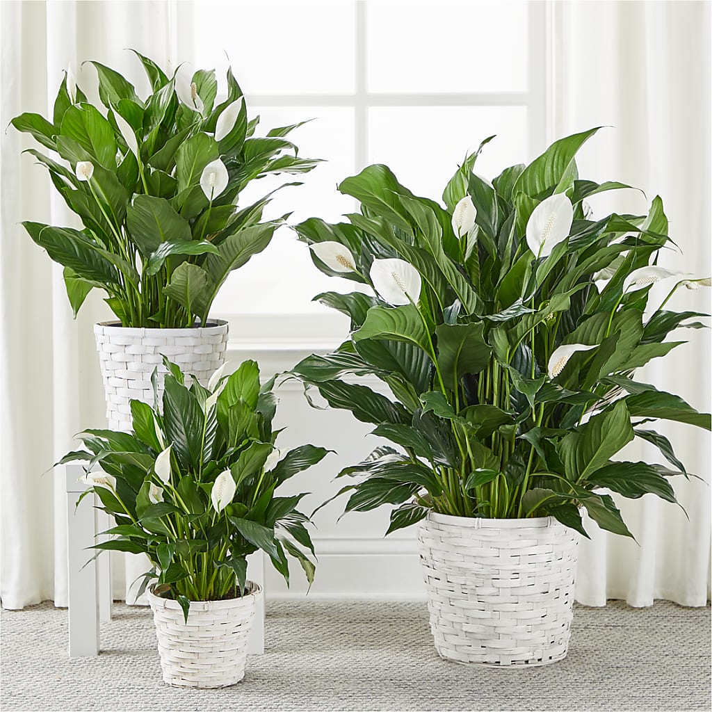 A New Leaf Peace Lily – Jerome Florist, Bronx NY