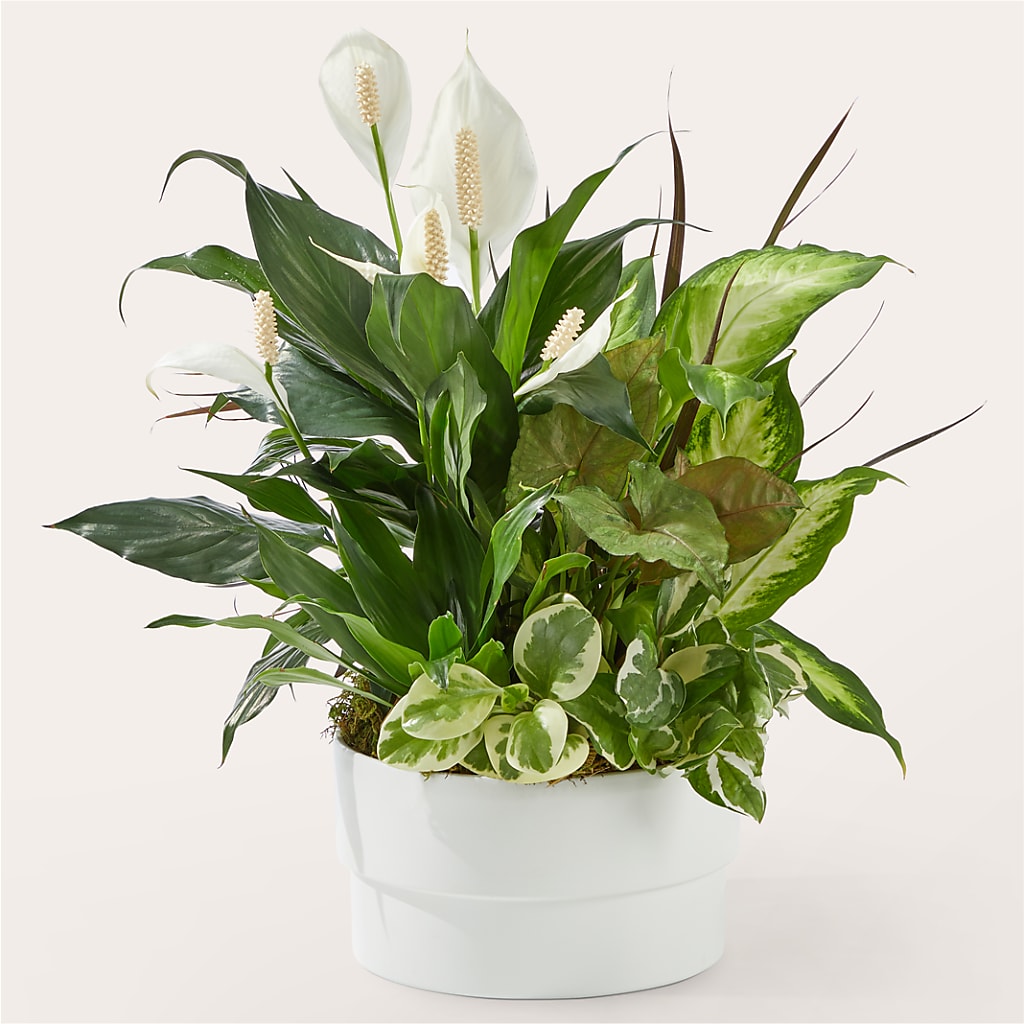 Radiating Positivity Dishgarden – Jerome Florist, Bronx NY