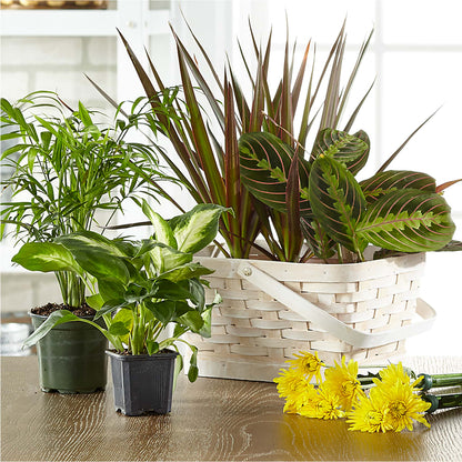 Florist Designed Blooming and Green Plants in a Basket –  Jerome Florist, Bronx NY