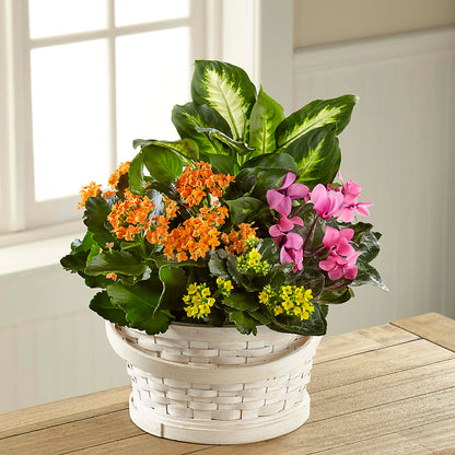 Color Crush Dishgarden –  Jerome Florist, Bronx NY