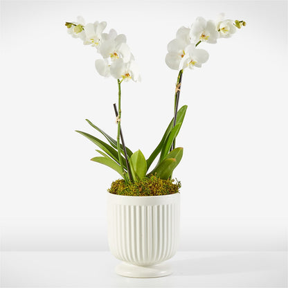 Whispering White Orchid –  Jerome Florist, Bronx NY