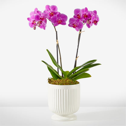 Friendly Fuchsia Orchid –  Jerome Florist, Bronx NY
