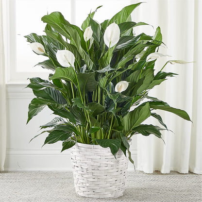 A New Leaf Peace Lily –  Jerome Florist, Bronx NY