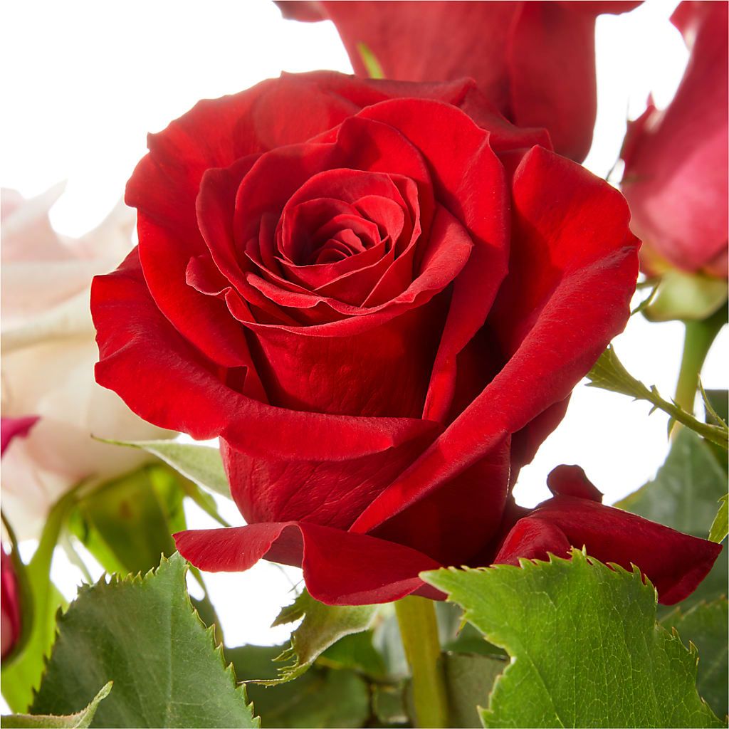 Love Notes Rose Bouquet –  Jerome Florist, Bronx NY